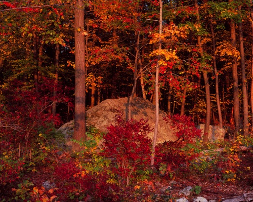 Mahlon Dickerson Reservation 5, Morris County, NJ (MF).jpg Mahlon Dickerson Reservation 5, Morris County, NJ (MF).jpg